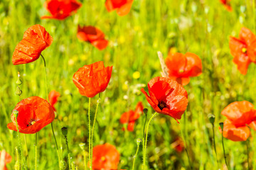 Red poppies in a summer meadow on sunny day