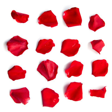 Fototapeta Set of red rose petals on white