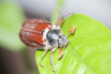 cockchafe