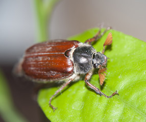 cokcchafer