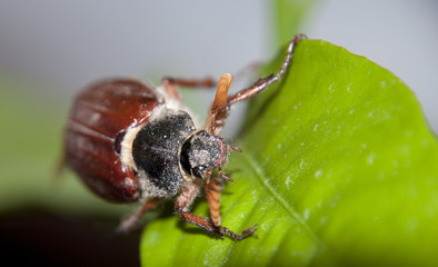 cokcchafer