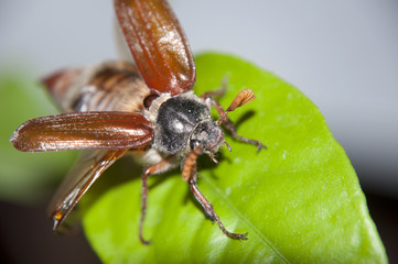 cockchafe