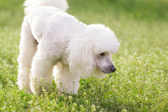 White poodle dog outdoors on green grass