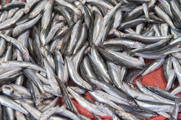 Fresh fish and seafood arrangement displayed on the market