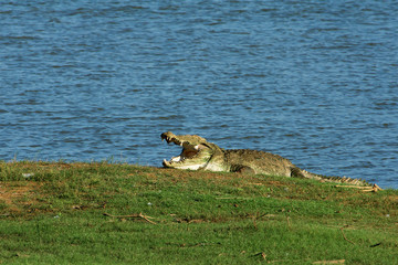 Krokodil auf Sri Lanka