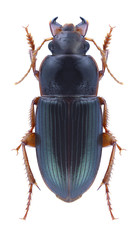 Beetle Harpalus smaragdinus