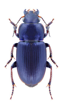 Beetle Harpalus distinguendus