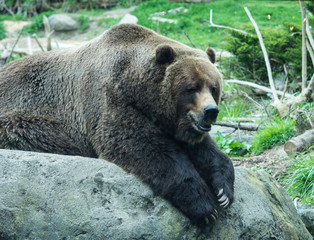 Grizzly Waiting for Food