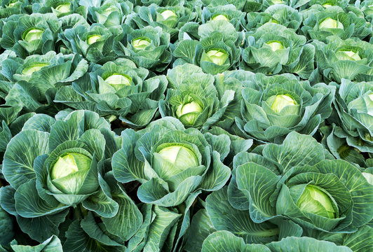 frischer Wei&szlig;kohl aus der Region