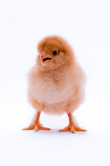 Obraz premium Chicken yellow