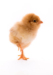 Cute chick