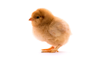 Obraz premium Yellow little chick
