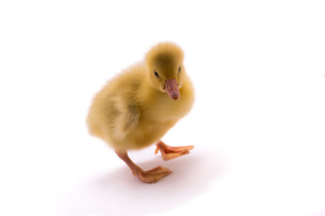 Fototapeta premium Duckling above