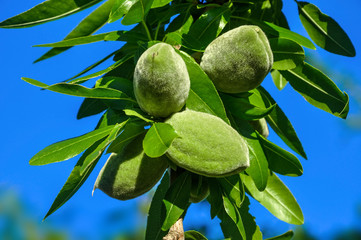 Almond tree branch with unripe fruits.