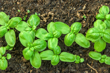 Fresh baby basil sprouted in the ground.