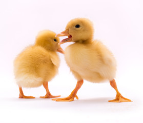 Two little duckling