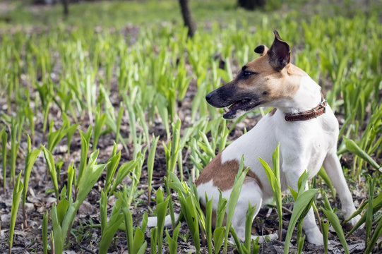 Fox Terrier Dog in the meadow lily of the valley