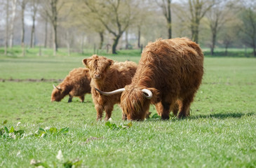 Highland Rinder auf der Frühlingsweide