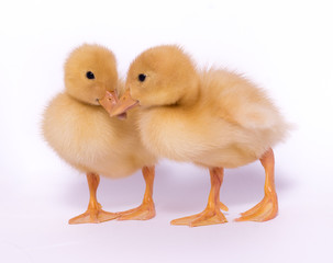 Two duckies