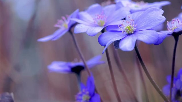 The first spring flowers in the wild forest.