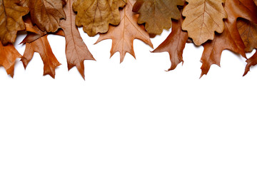 Background isolated from several kinds of autumn leaves fallen to the ground