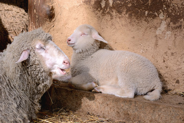 sheeps on natural organic farm