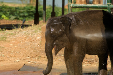 Elefantenbaby wird abgeduscht