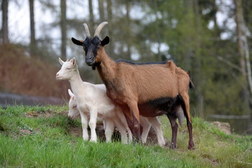 Edelziegen, weibliche braune Ziege mit 2 weißen Jungtieren auf der Weide