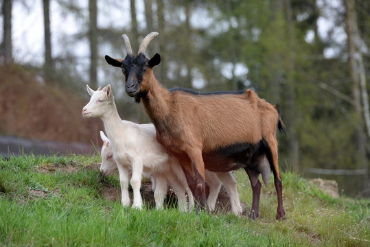 Edelziegen, weibliche braune Ziege mit 2 wei&szlig;en Jungtieren auf der Weide
