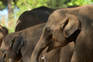 Fototapeta na wymiar junge Elefanten