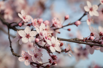 Branches of flowering plum