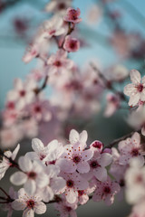 Fototapeta premium Branches of flowering plum