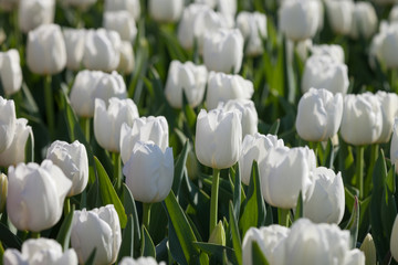 Blooming white tulips