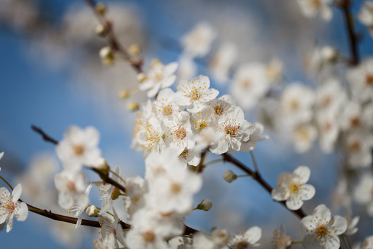 Branches of flowering plum