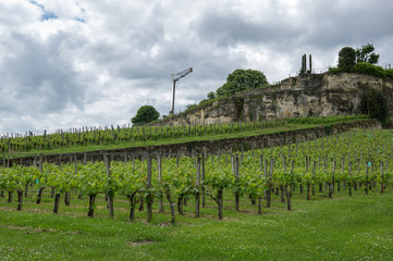 Fototapeta na wymiar Vineyards of Saint-Emilion