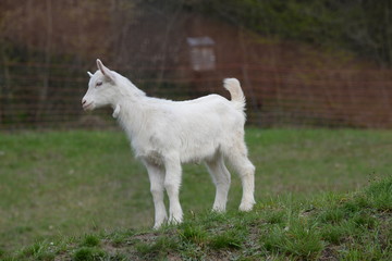 Edelziege, weiße Jungziege auf der Weide