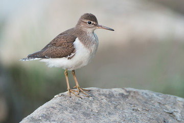 Common Sandpiper perched on a stone