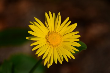 Gemswurz - gelbe Margarite im Abendlicht