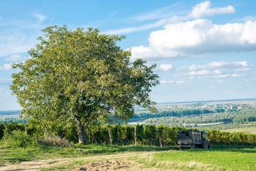 Fototapeta premium Working in wineyard