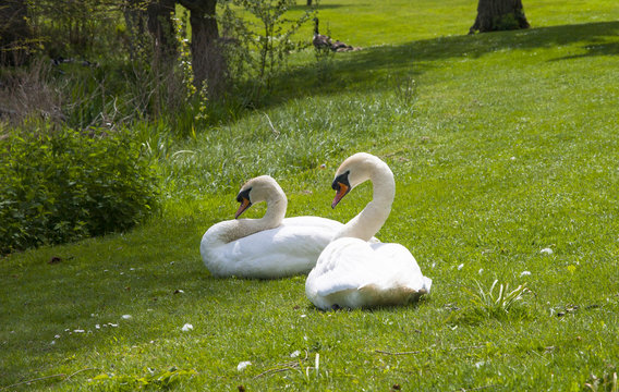 A pair of Swans in an English park