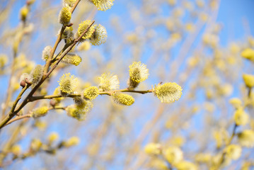 Fototapeta premium Pussy willow on blue sky.