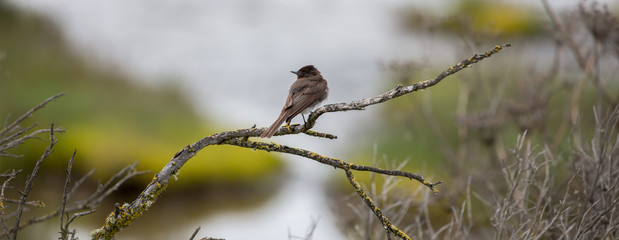 American Bushtit (Psaltriparus minimus) perched on a tree branch.