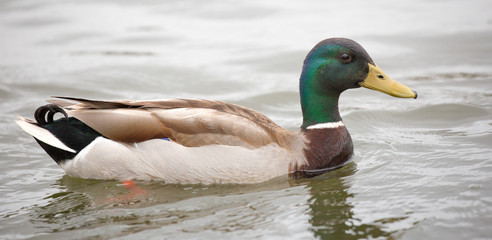 Mallard or wild duck - Anas platyrhynchos, adult male
