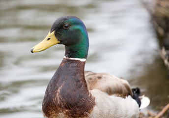 Mallard or wild duck - Anas platyrhynchos, adult male