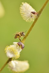 abeille