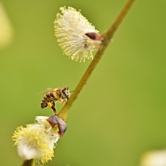 Abeille sur fleur