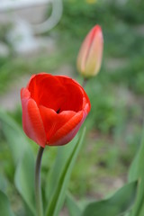 Красный тюльпан