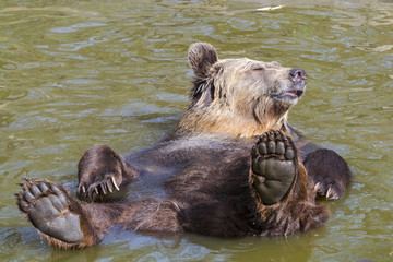 Spring Bear Bath