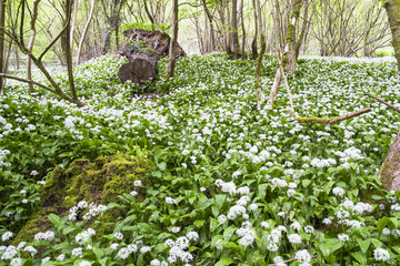 blooming wild garlic in an English park