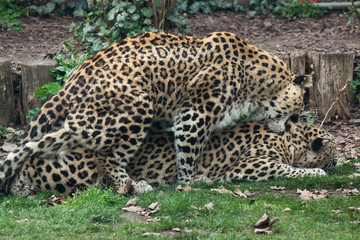 Persian leopards (Panthera pardus saxicolor) have sex.